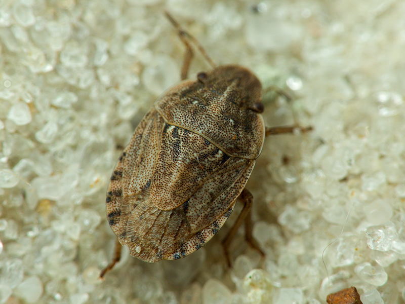 Sciocoris cursitans (Fabricius, 1794)